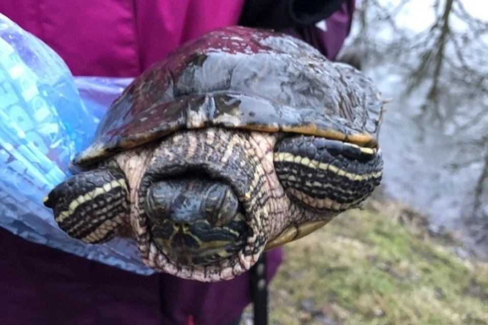 Две петербурженки спасли красноухую черепаху из-подо льда на Крестовском острове. ФОТО: Личный архив героев публикации