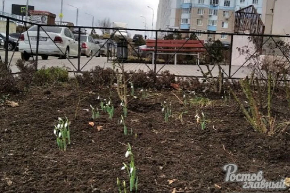 В Ростове в середине января зацвели подснежники. Фото: "Ростов Главный"