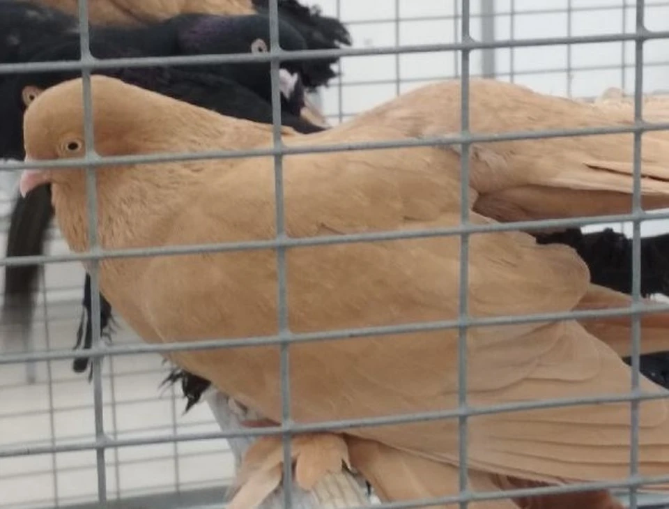 выставка с голубем мира в садике. выставка голубей. ярмарка голубей в тамбове. выставка голубей. выставка голубей 2024.