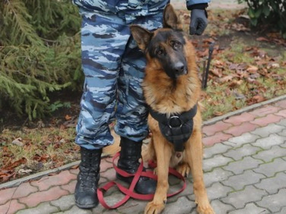 Фото: Пресс-служба МВД по РК