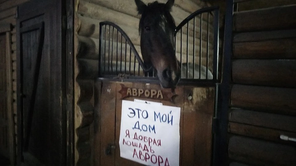 Лошади стали заложниками конфликтной ситуации.