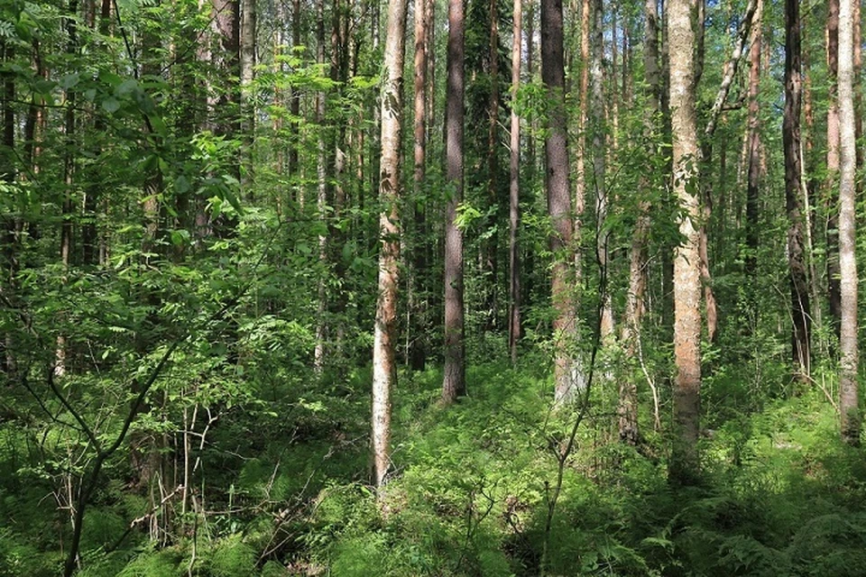 В Стрельне планируют создать заказник "Шунгеровский". Фото: gov.spb.ru/gov/otrasl/ecology