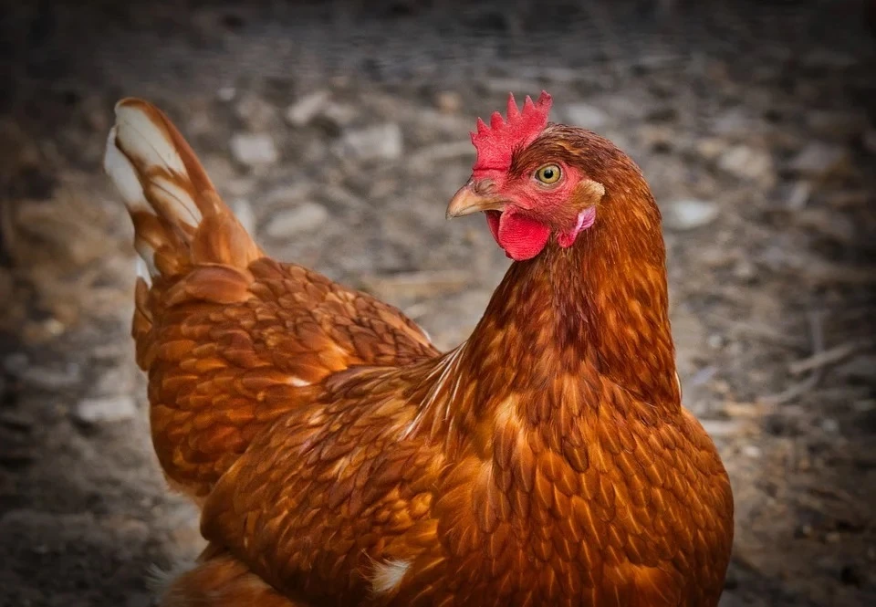 На тюменской птицефабрике биобезопасности уделят особое внимание