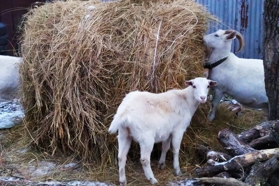 Ребенок жил на ферме вместе с животными