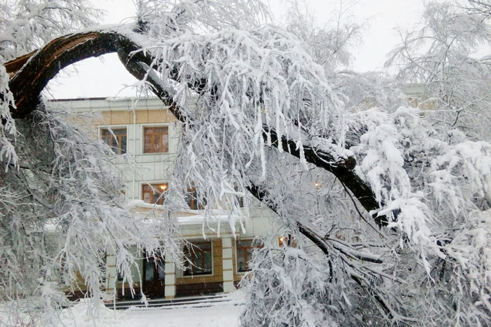 Деревья не выдерживают мокрой снежной массы. Фото: Инсайд Донецк