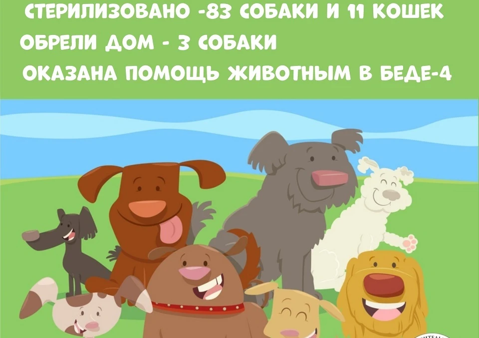 Фото: приют "Дино"