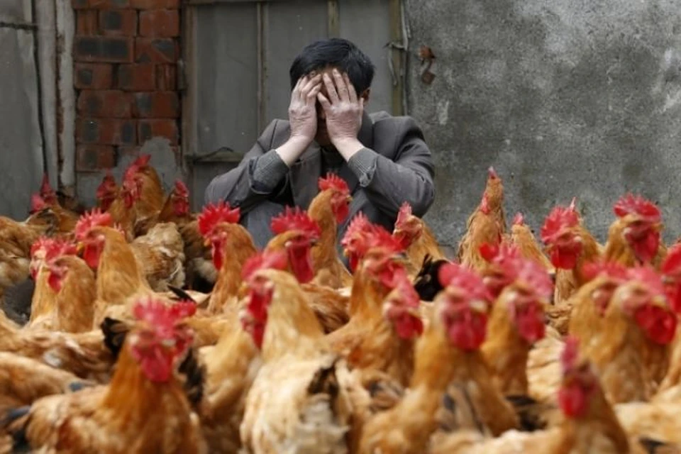 Китай сообщил о вспышке птичьего гриппа