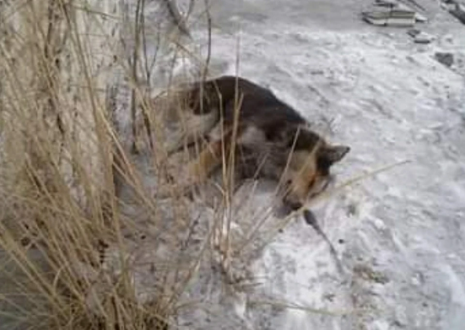 Фото: Оюмаа Донгак