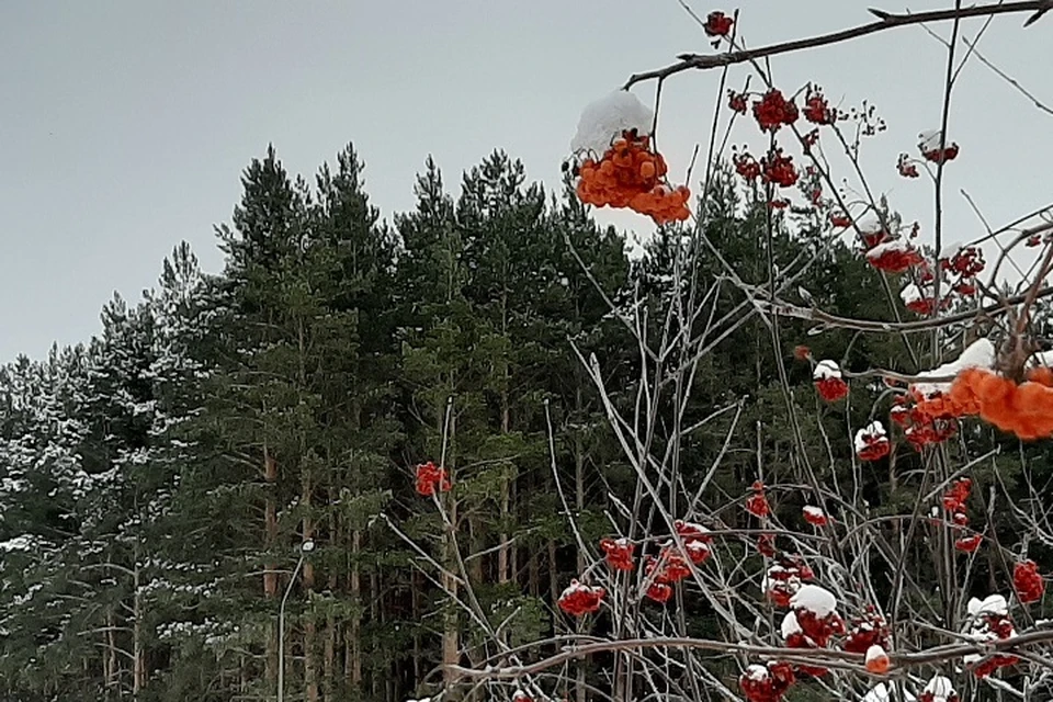 Погода на Ямале 11 февраля: потеплеет до -9 градусов