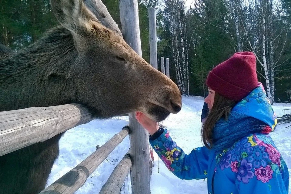 Лоси и люди дружат в национальном парке "Зюраткуль". Фото: zuratkul.ru