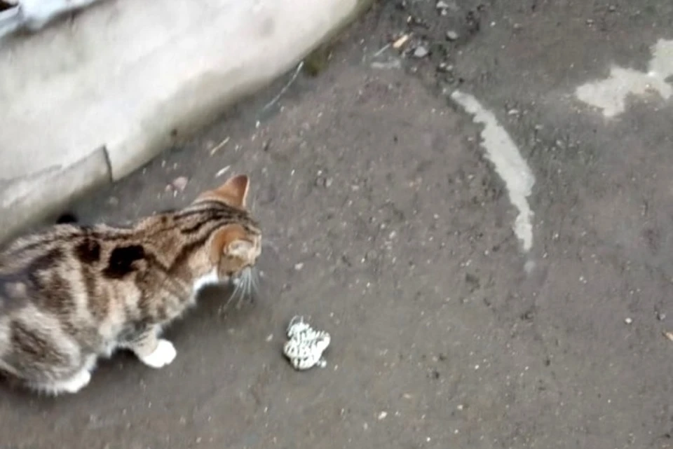 Кошка убила змею Фото: vk.com/spb_today_unpublished