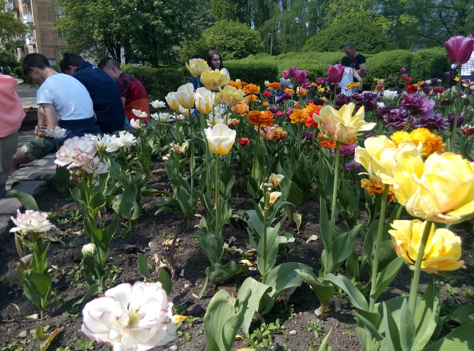 Калининград примет участие во всероссийской акции «Сад Победы – Сад жизни» - в городе появятся десятки тысяч тюльпанов, фиалок и крокусов.