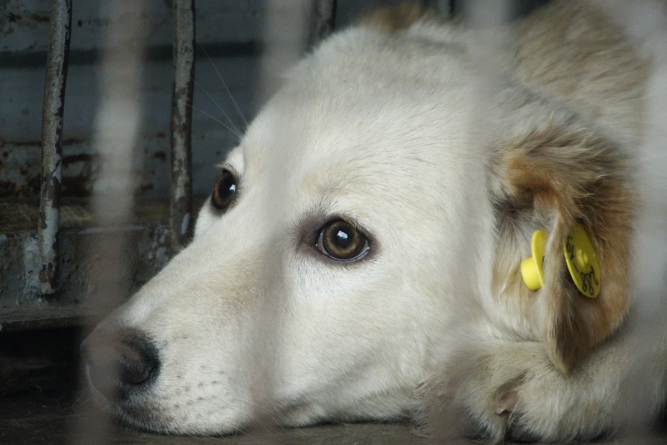 В Вуктыле с начала года отловили 23 бездомных собак
