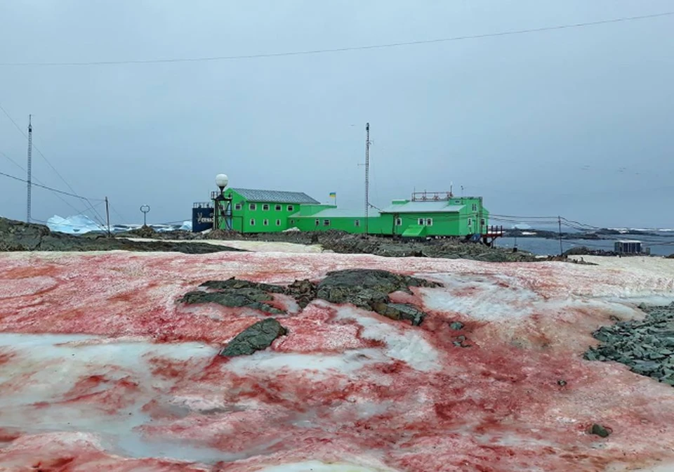 Украинскую антарктическую станцию накрыл «кровавый снег»