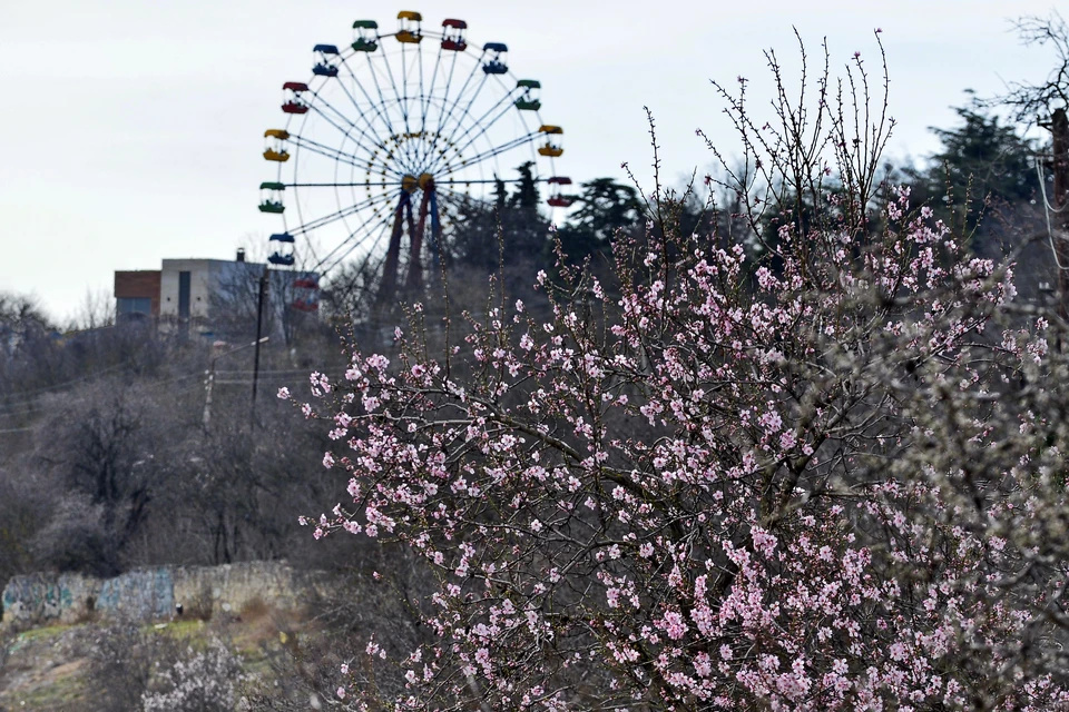 Миндаль украшает все улицы города.