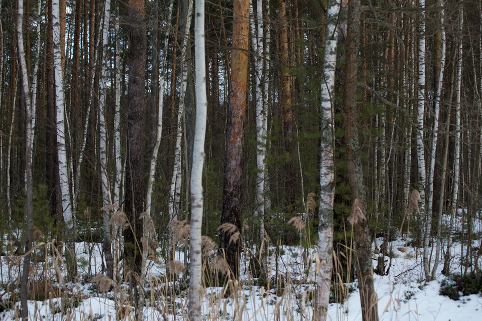 Тот самый лес где нашли тело. Фото: Марина Романенко.