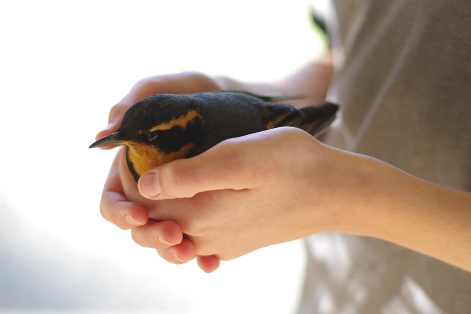 В «Дом птиц» жители Калининграда смогут приносить раненых птиц. Фото: shutterstock.com