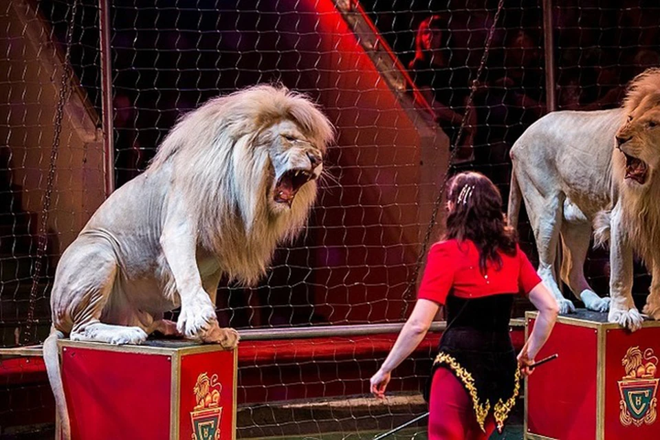В уникальном представлении "Белые львы Африки" задействовано сразу восемь царственных хищников. Фото: Олег ДИМИТРОВ.