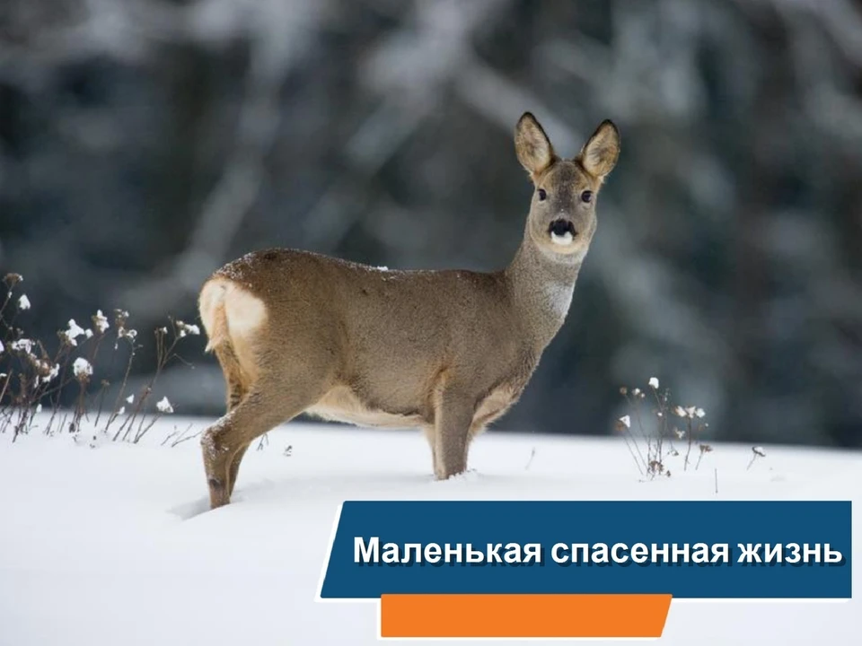 В Тобольске спасатели помогли косуле, которая застряла в заборе. Фото - ГУ МЧС по Тюменской области.