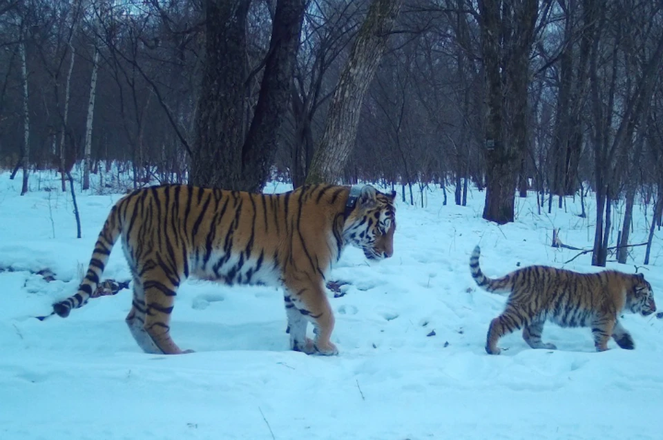 Ученые обнаружили сходство между молодыми мамами и тигрицами из ЕАО ФОТО: Виктор Кузьменко