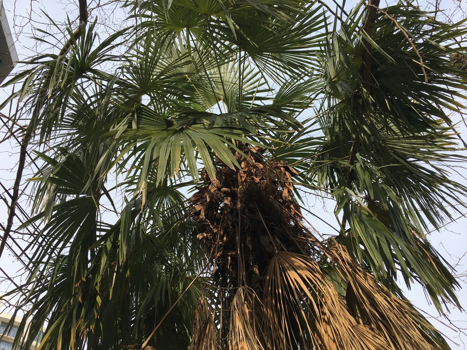 Веерная пальма в Сочи