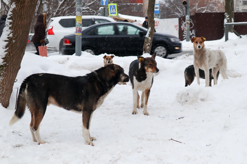 Собаки свободно бегали по улицам