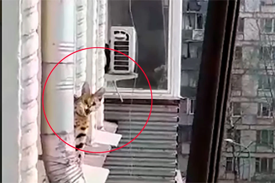 Когда вышел кот 2. Хищные коты живущие в квартирах. Забыл кота на балконе. Выставить кота на улицу.