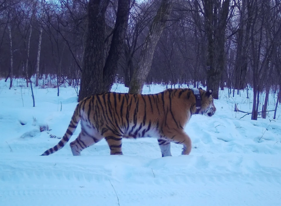 Тигрица из лазовского заповедника. Фото: сайт Центра "Амурский тигр"