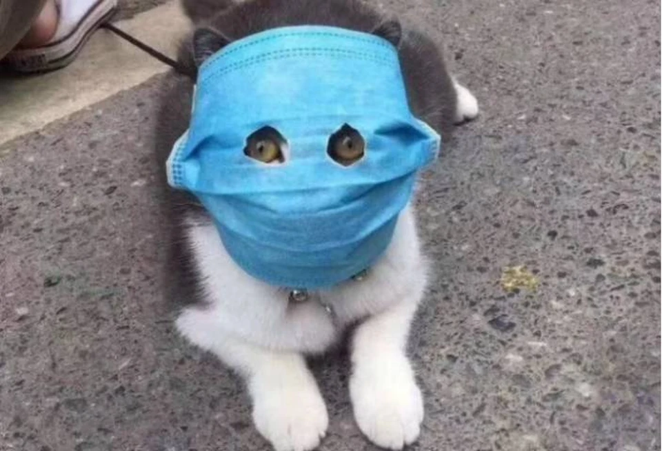 Кот в маске стал очень популярным. Но ветеринары уверяют: маски котам не нравятся. Да и бесполезны они им.