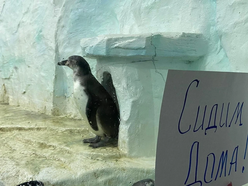 По домам сидят даже пингвины в океанариуме