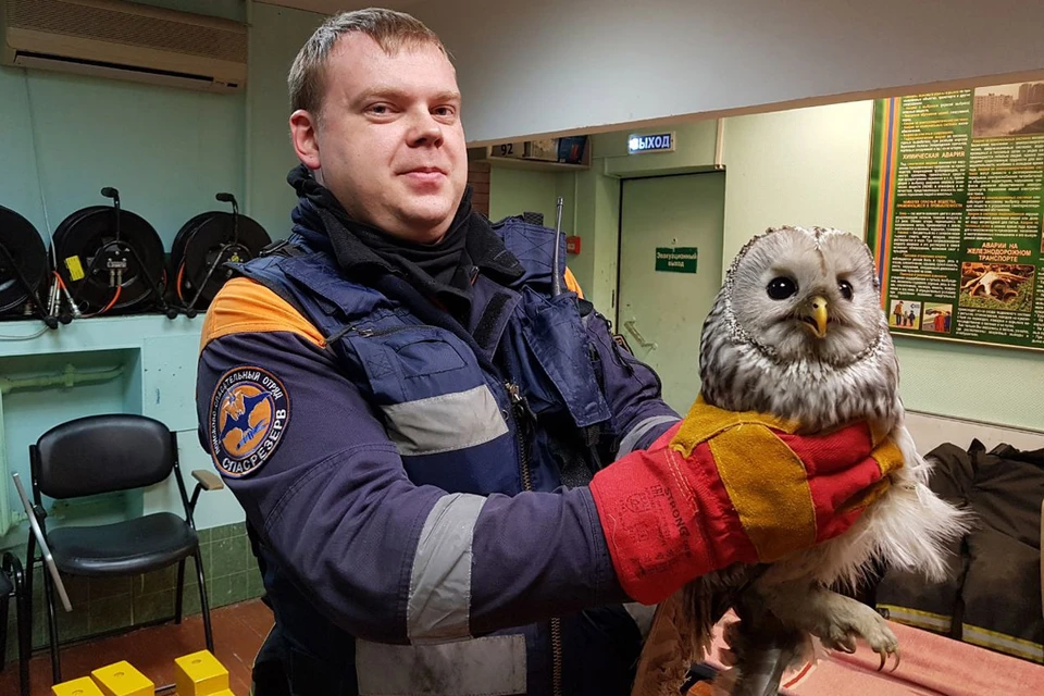 Сейчас зоологи выясняют, как сова попала в многоэтажку. Фото: пресс-службы департамента ГОЧСиПБ правительства Москвы.