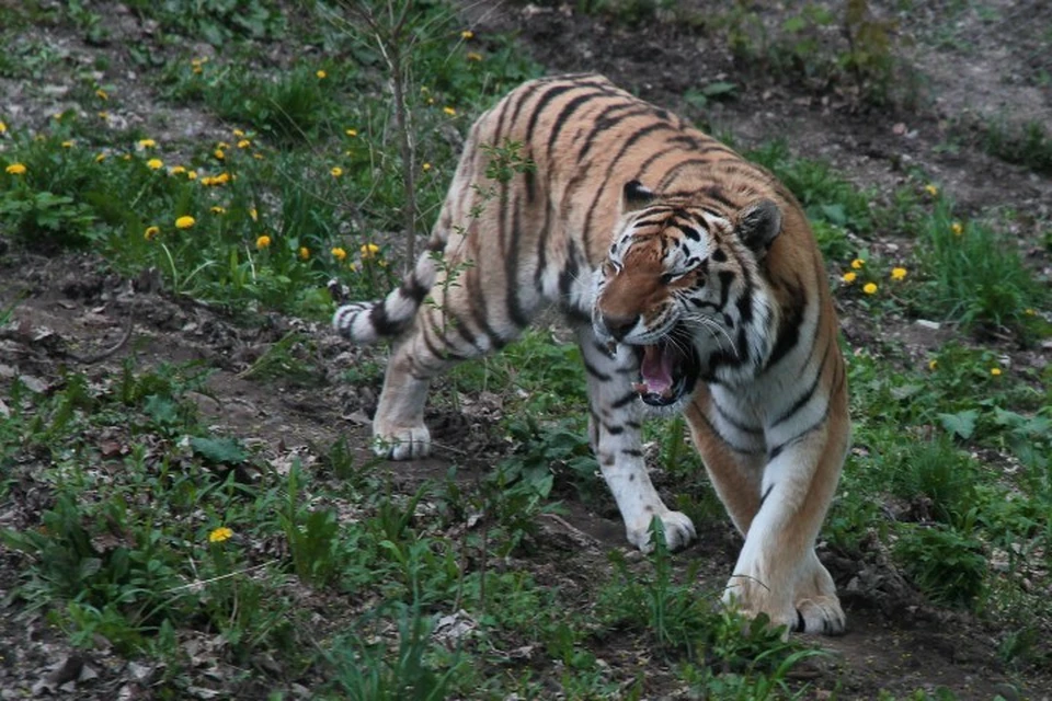 В нью-йоркском зоопарке заразилась коронавирусом одна из тигриц
