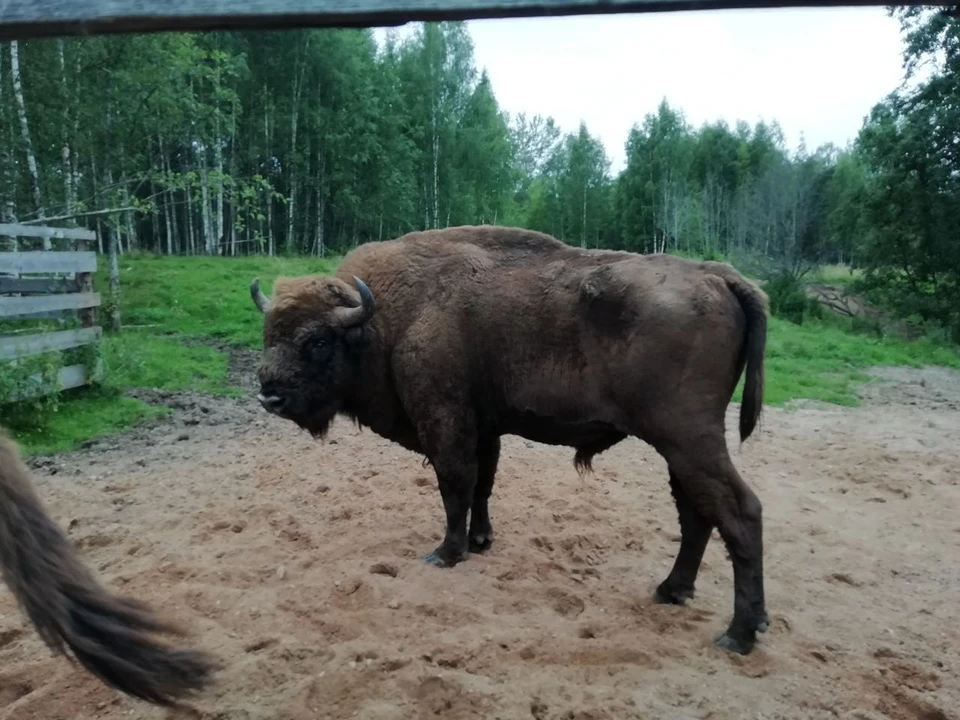Самый большой зубр Смоленского Поозерья вернулся в зоопарк. Фото: паблик "Смоленское Поозерье" ВКонтакте.