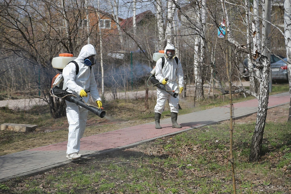 В мэрии Красноярска рассказали, как будут обрабатывать территории от клещей