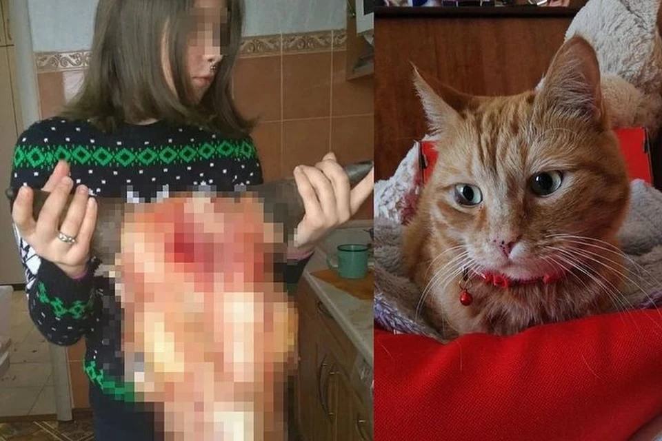 Девочку, жестоко убившую кота Мотю, следователи просят отправить на лечение.