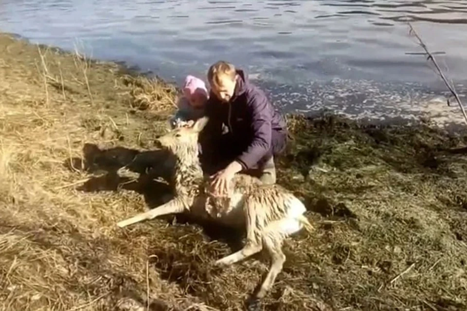 Спасение беременной косули Фото: стопкадр с видео