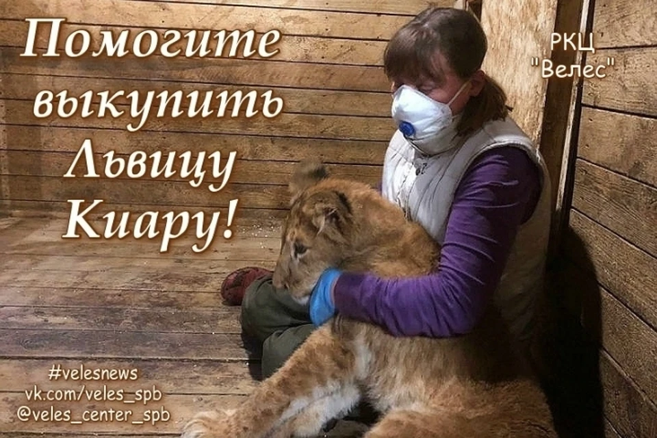 Центр "Велес" выкупает львицу, которую замучили прежние хозяева. Фото: instagram.com/veles_center_spb