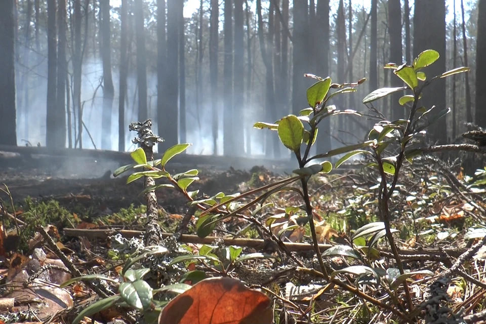 В Чернобыльской зоне Украины горят леса. Фото: dsns.gov.ua