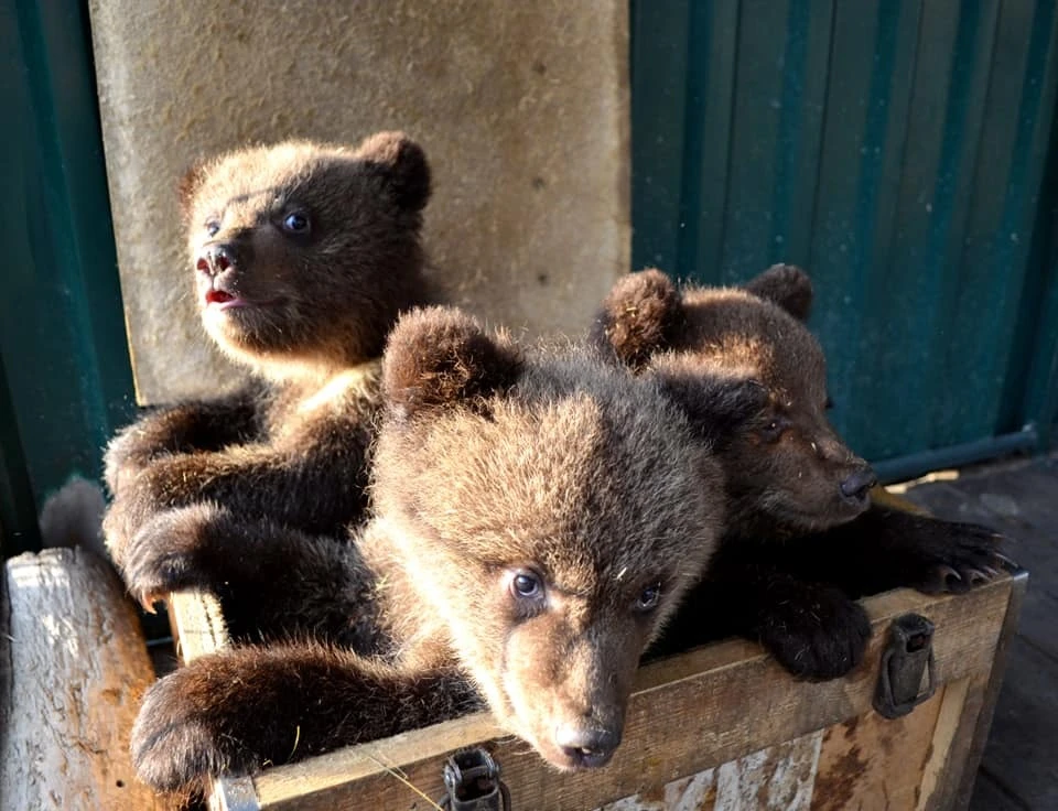 Медвежат в Челябинск доставили из Тюмени.