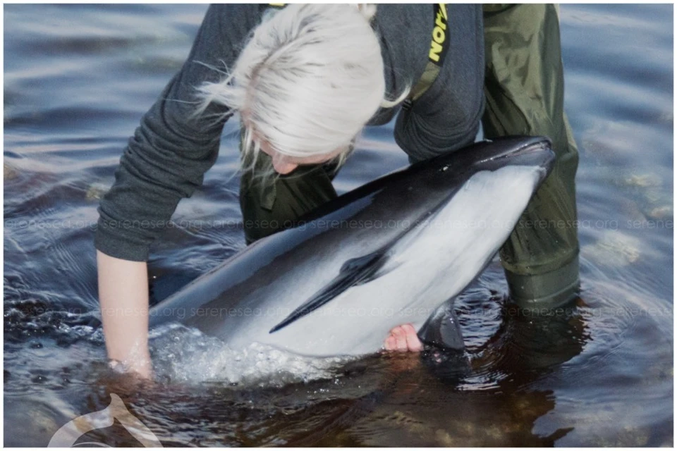Зоозащитники готовы помочь всем дельфинам, которых очевидцы нашли живыми. Фото: Центр реабилитации дельфинов «Безмятежное Море»