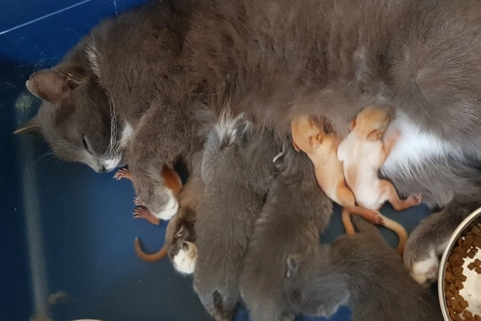 Молока кошки хватает как на родных, так и приемных детей Приют "Шанс на жизнь"
