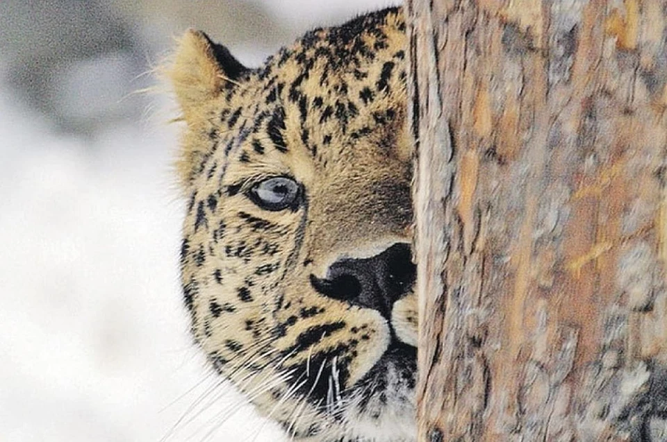 Дальневосточный леопард считается самой крупной кошкой на планете. Фото: архив «КП»