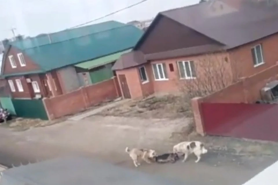 Алабаи не остановились, даже когда овчарка перестала сопротивляться.