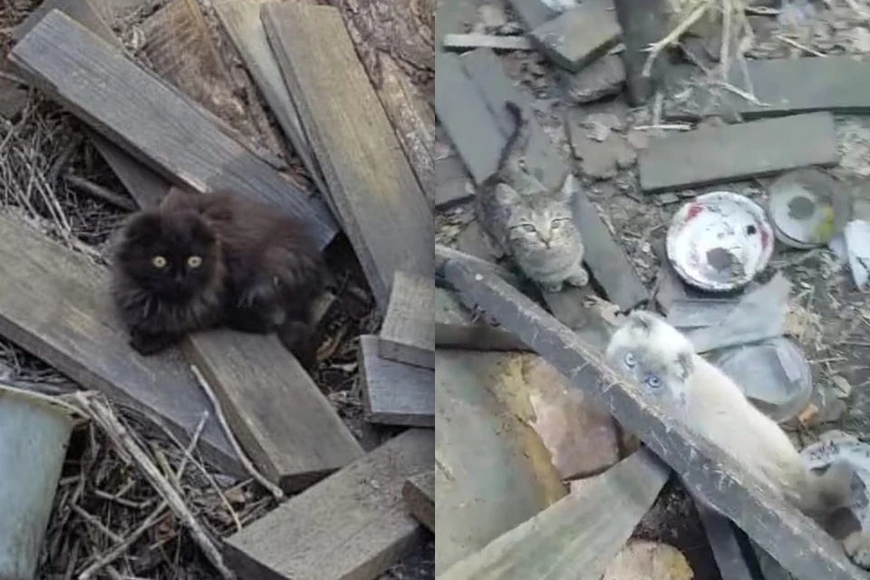 Девушка-волонтер случайно заметила, что в двух старых домах на берегу Качи бегает очень много кошек