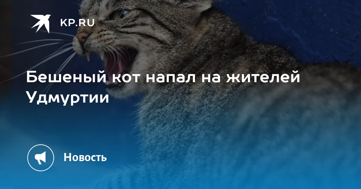 К чему снится атаковать. Бешеный кот Водолея. Как бешеные коты нападают.