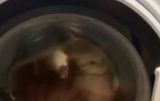 Житель Энгельса снял на видео, как стирает своего кота в машинке