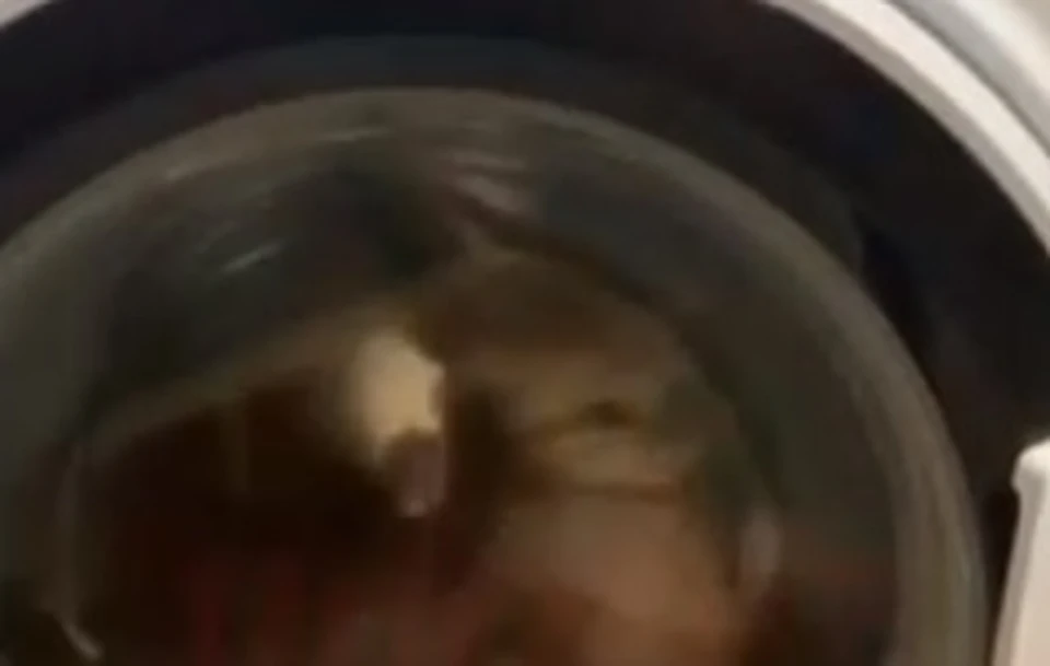 Житель Энгельса снял на видео, как стирает своего кота в машинке