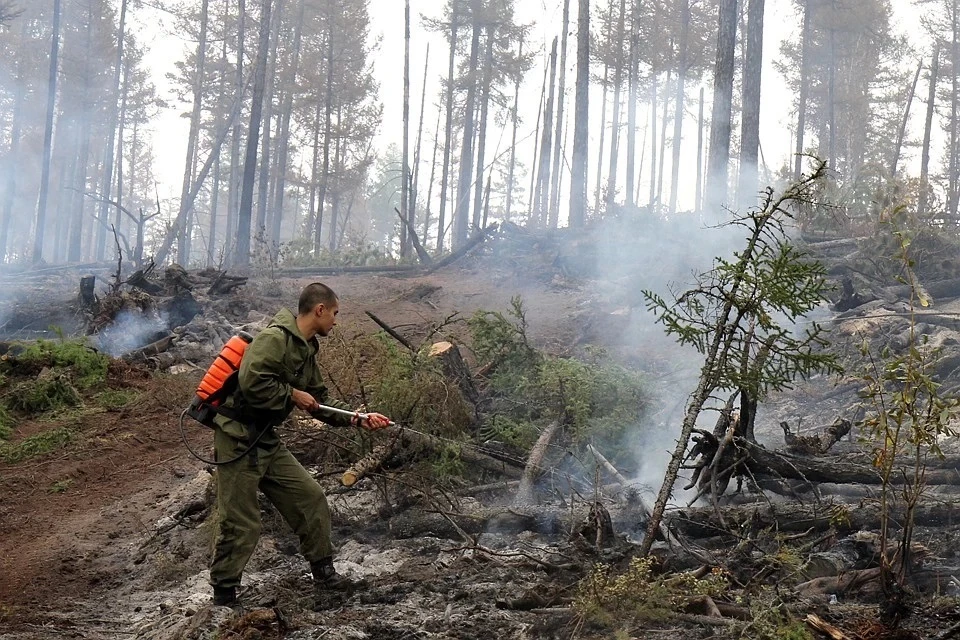 В WWF спрогнозировали, что леса в России будут гореть сильнее