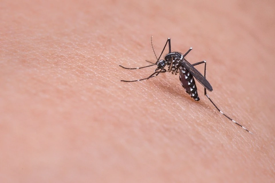 Югорчанам объяснили, можно ли заразиться коронавирусом от укуса комара