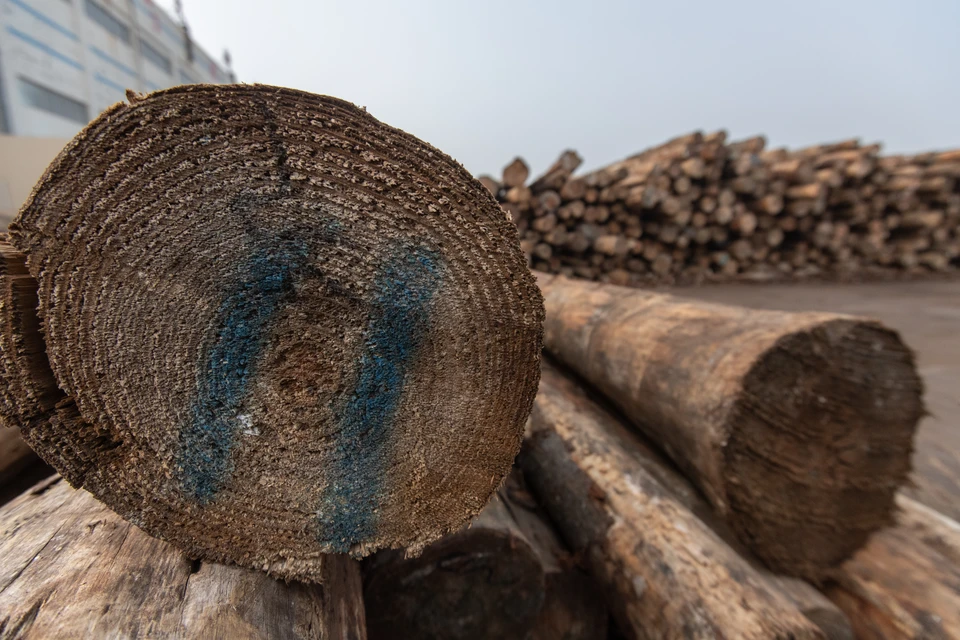 В Китай незаконно вывезено леса почти на 11 миллионов рублей